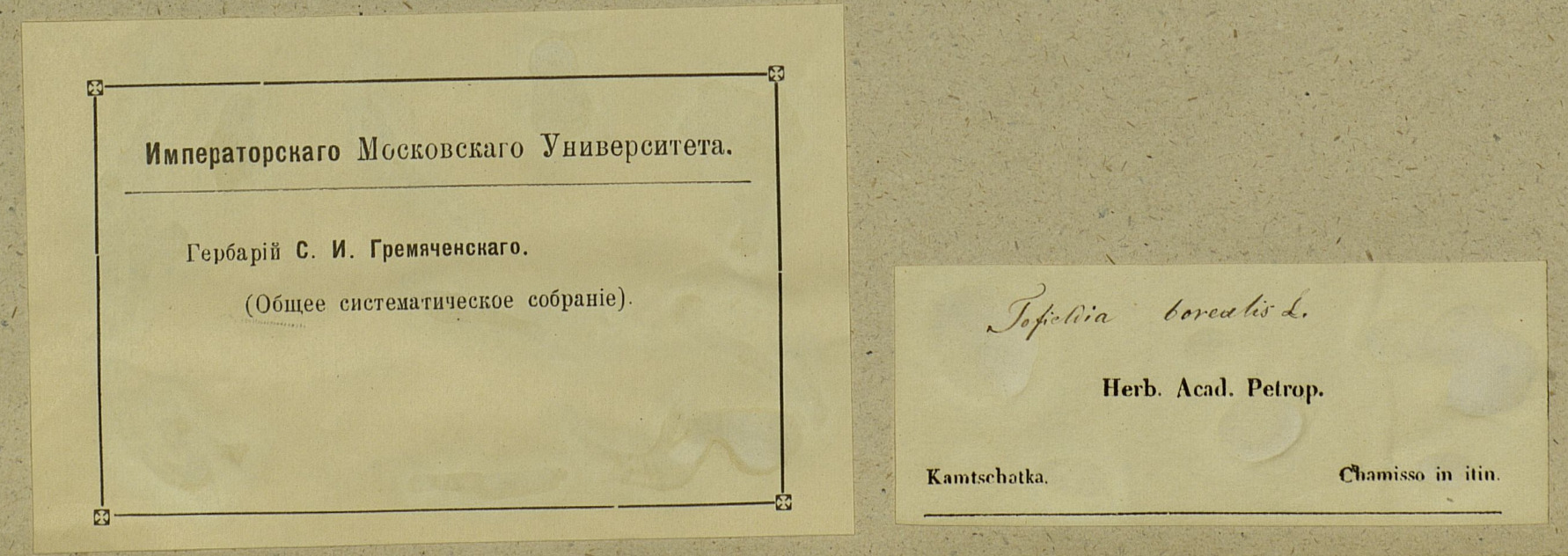 Фрагмент образца MW0112710 из камчатских сборов Адельберта фон Шамиссо