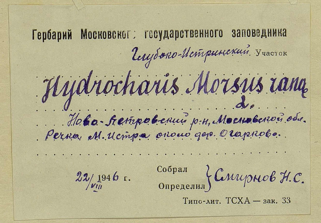 Фрагмент образцов MW0226855 (слева) и MW0219831 (справа), собранных в один день (22 августа 1946 г.) однофамильцами Смрновыми