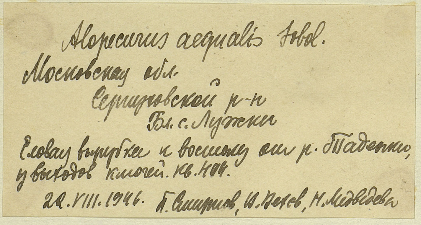 Фрагмент образцов MW0226855 (слева) и MW0219831 (справа), собранных в один день (22 августа 1946 г.) однофамильцами Смирновыми