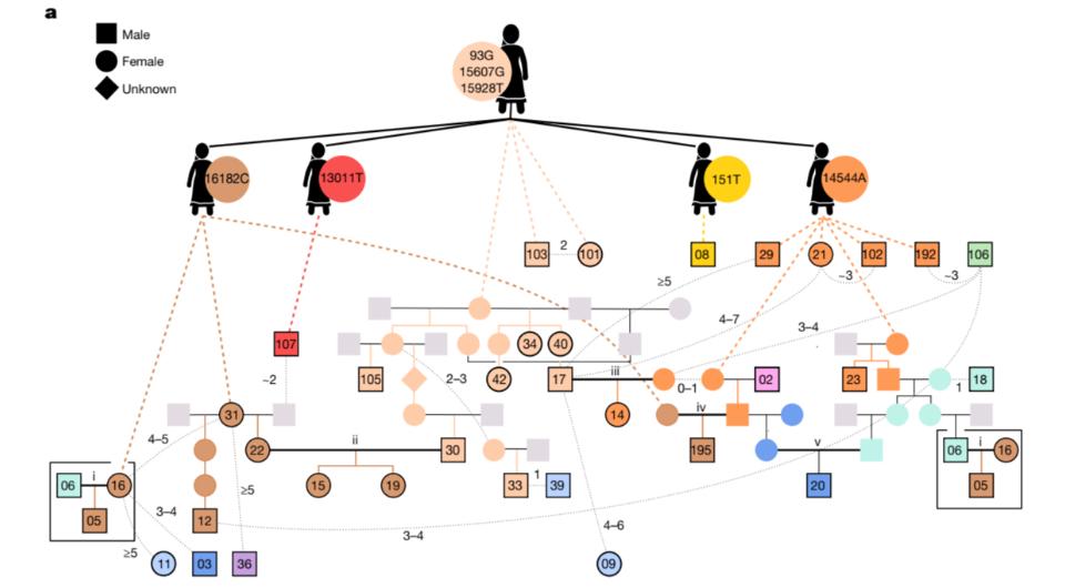 Генеалогическое древо дуротригов