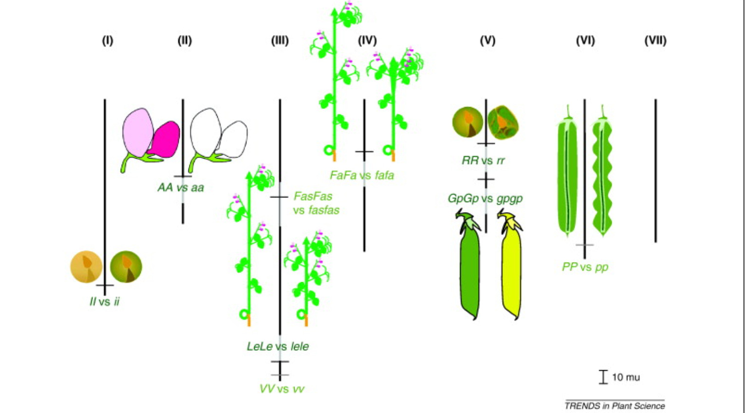 Распределение признаков по хромосомам гороха